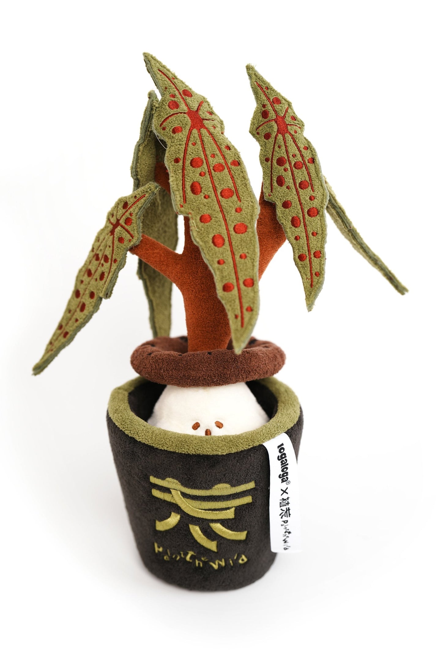 Polka dot begonia plush plant with spotted leaves
