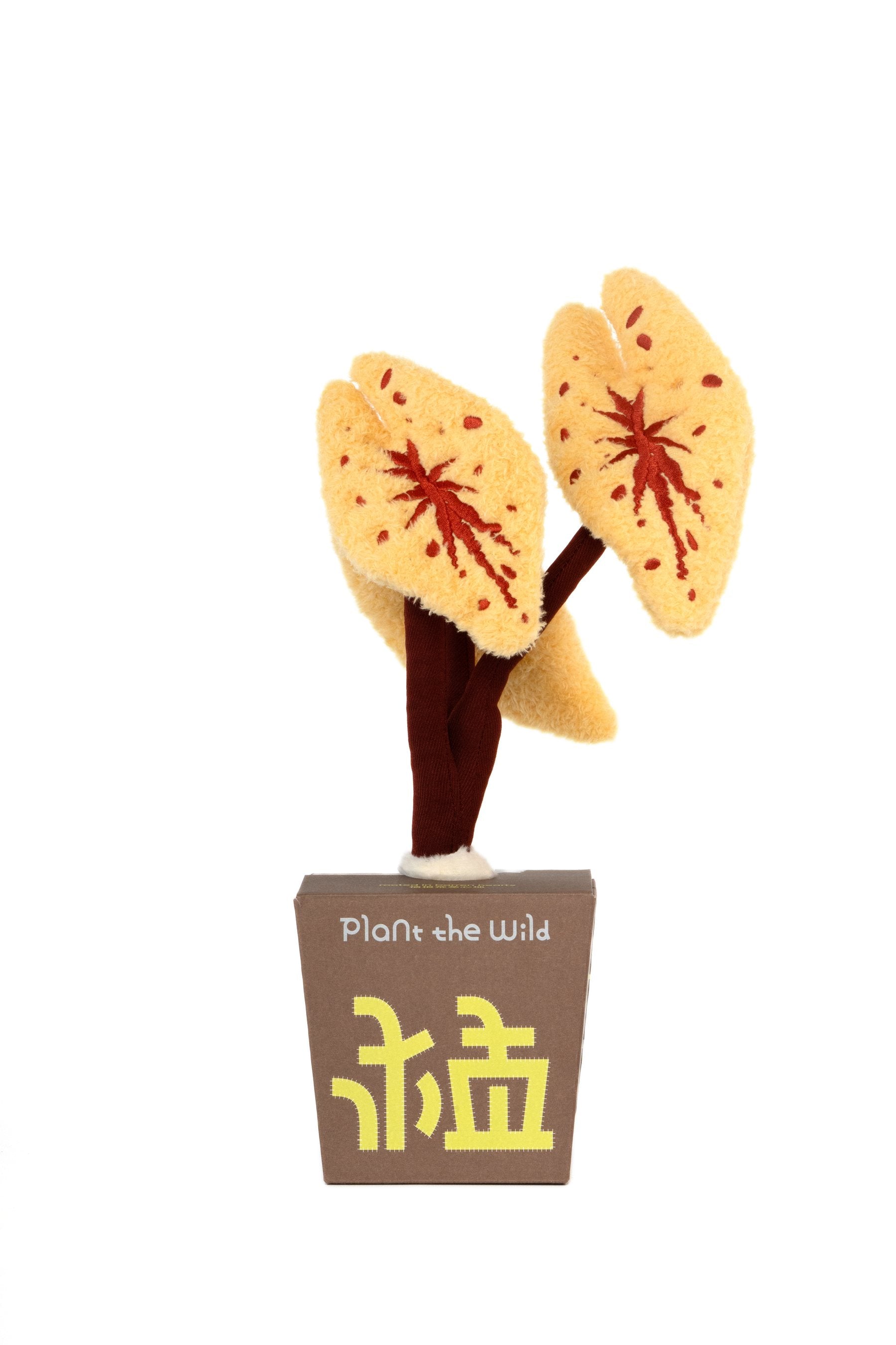 Yellow spotted caladium plush plant